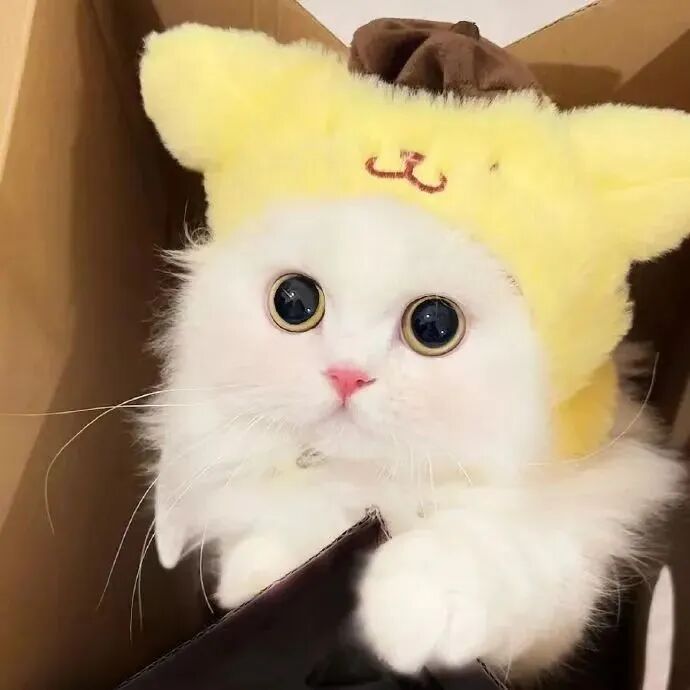萌宠 萌宠头像  小猫头像 可爱 可爱头像
