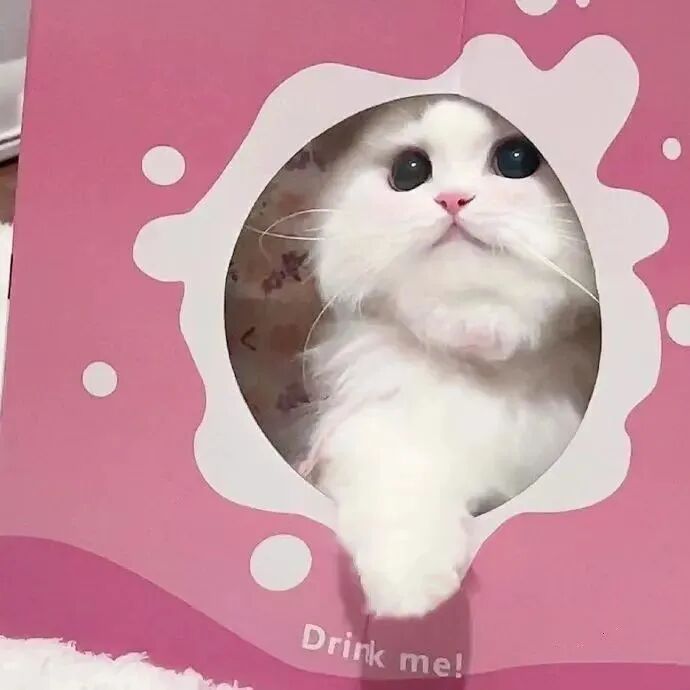 萌宠 萌宠头像  小猫头像 可爱 可爱头像
