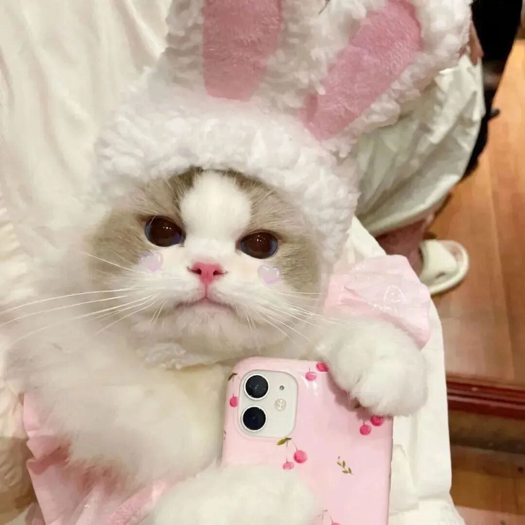 萌宠 萌宠头像  小猫头像 小猫 可爱 可爱头像