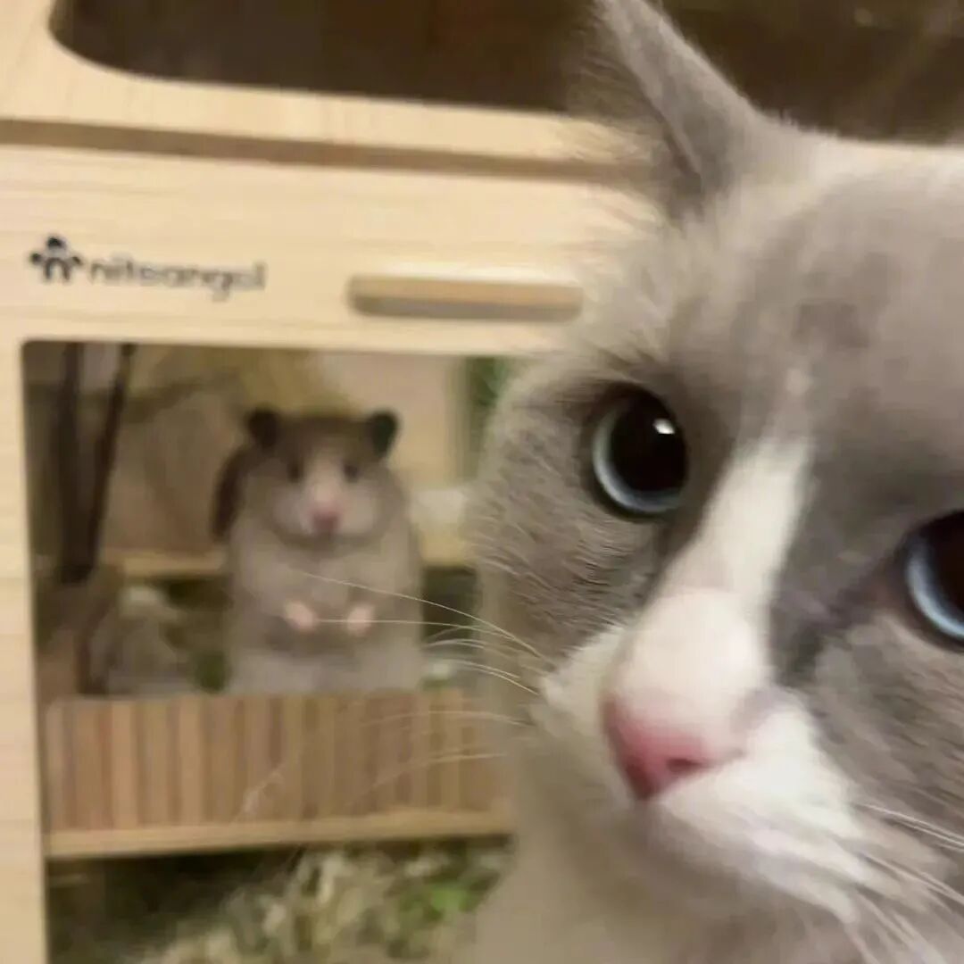  情侣头像 可爱情侣头像 动漫情头  情头 超甜头像 小猫 小猫头像 萌宠 萌宠头像