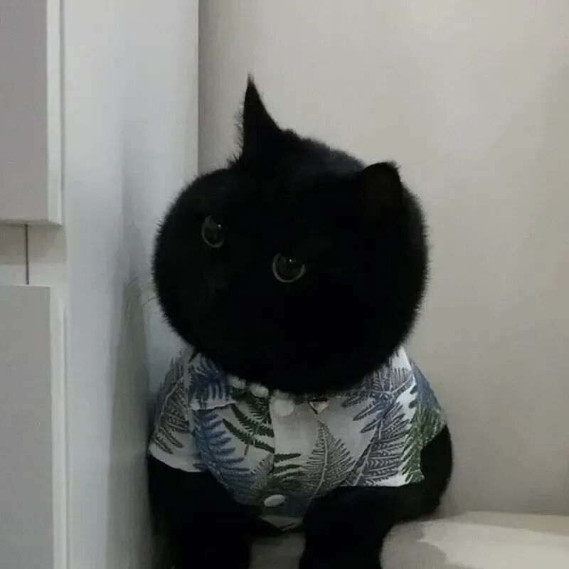 萌宠 萌宠头像  小猫头像 小猫 煤球 煤球头像