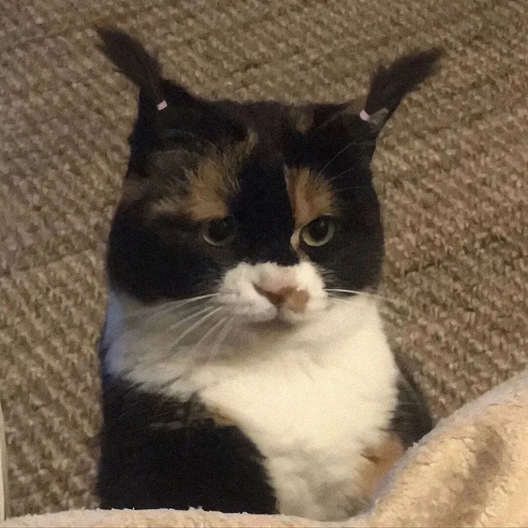 萌宠 萌宠头像  小猫头像 小猫