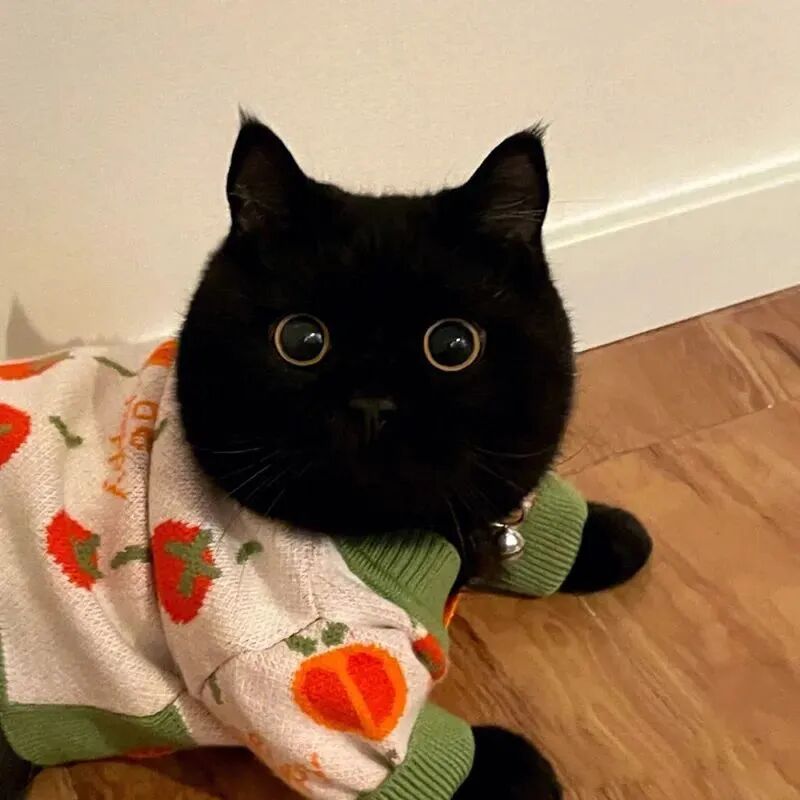 萌宠 萌宠头像  小猫头像 小猫 煤球 煤球头像