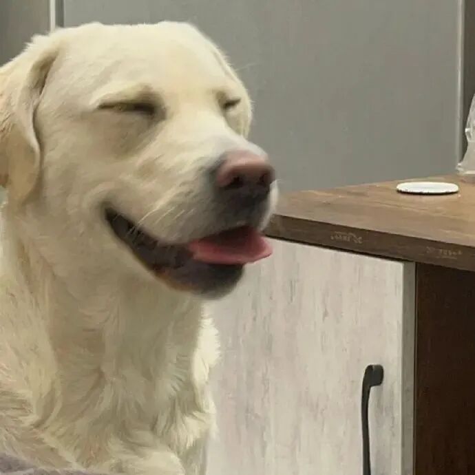 狗狗萌宠头像