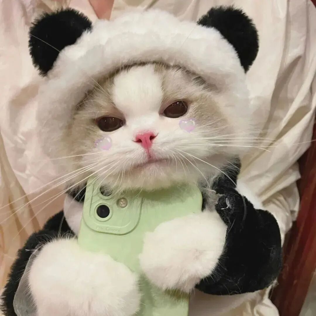 萌宠 萌宠头像  小猫头像 小猫 可爱 可爱头像