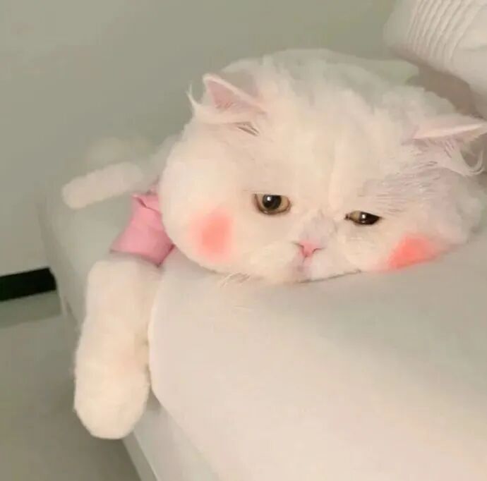 萌宠 萌宠头像  小猫头像 小猫