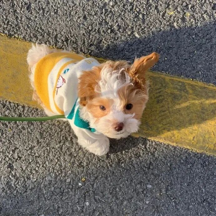 狗狗萌宠头像