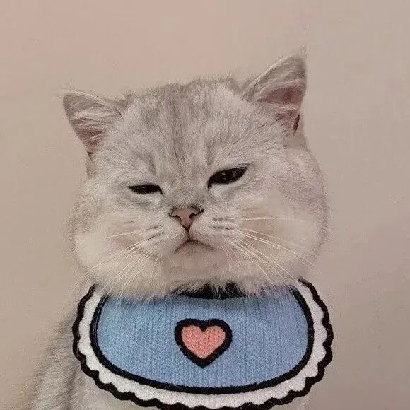 萌宠 萌宠头像  小猫头像 小猫 可爱 可爱头像