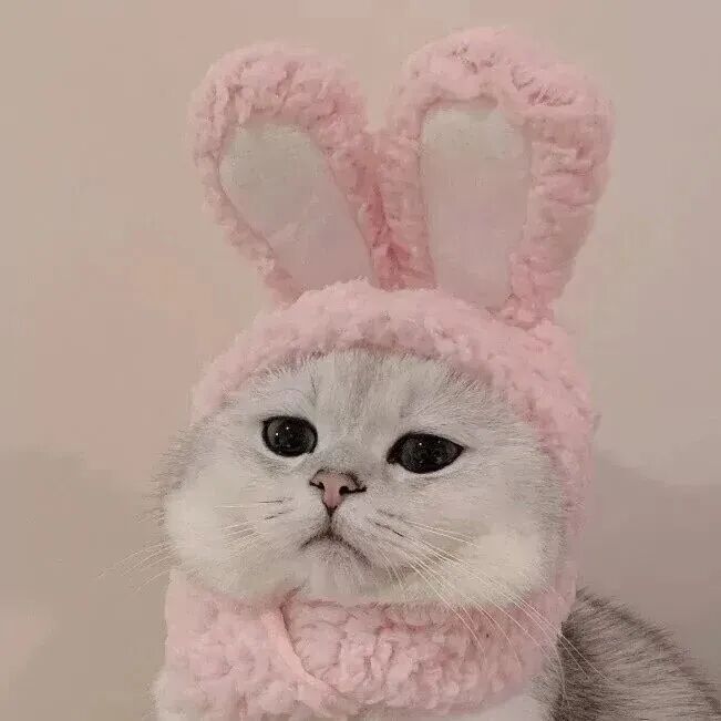 萌宠 萌宠头像  小猫头像 小猫 可爱 可爱头像