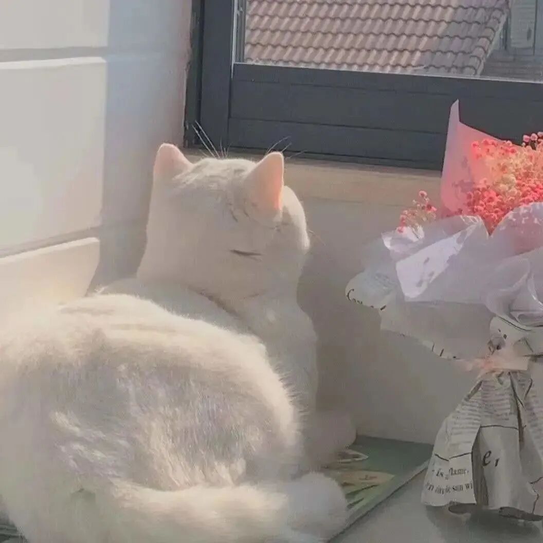 萌宠 萌宠头像  小猫头像 小猫 可爱 可爱头像