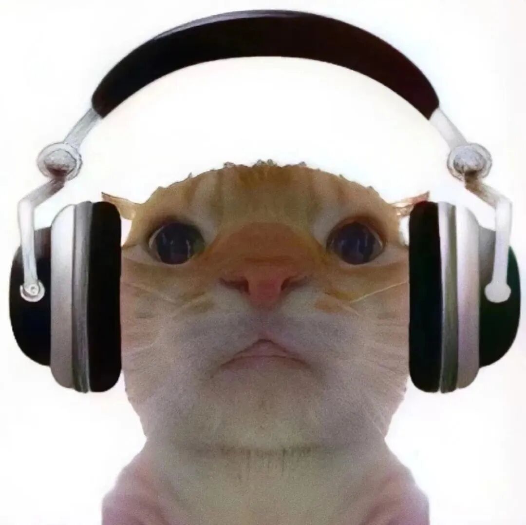 萌宠 萌宠头像  小猫头像 小猫