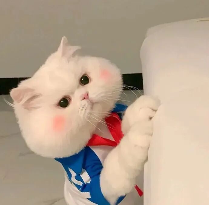 萌宠 萌宠头像  小猫头像 小猫