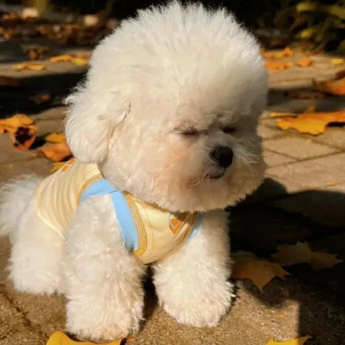 狗狗萌宠头像