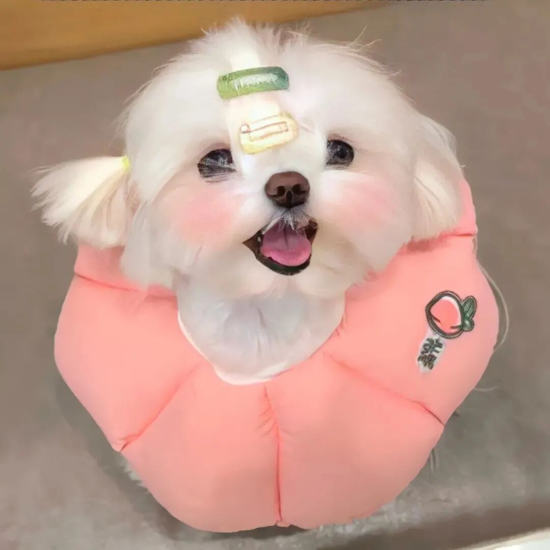 萌宠 萌宠头像  小狗头像 小狗