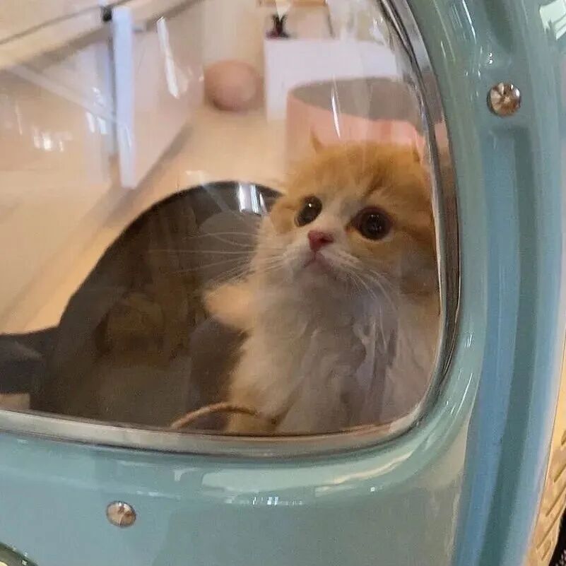 萌宠 萌宠头像 宠物  猫 可爱 可爱头像