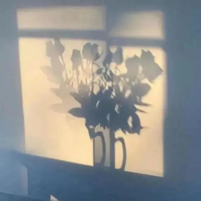 背景图 朋友圈背景 ins ins高级感 高级感 花