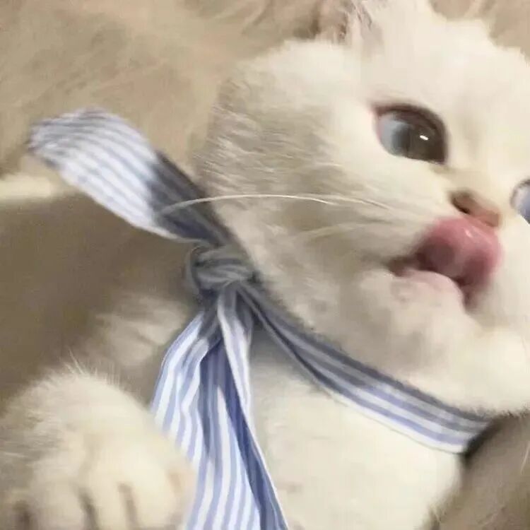 萌宠 萌宠头像 宠物  猫 