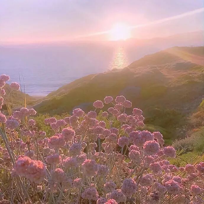 背景图 朋友圈背景 ins ins高级感 高级感 花 唯美