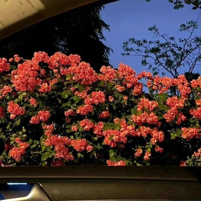 背景图 ins ins高级 唯美 意境 花
