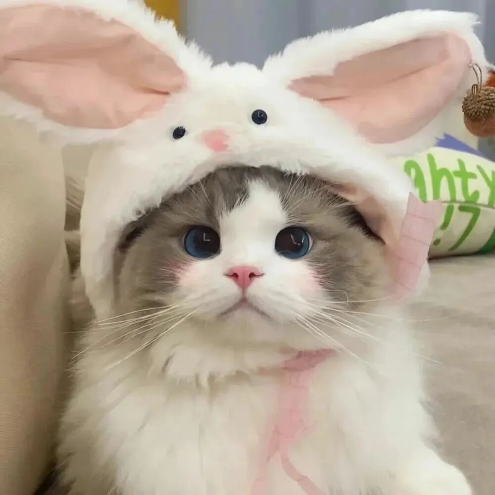萌宠 萌宠头像 宠物  猫 