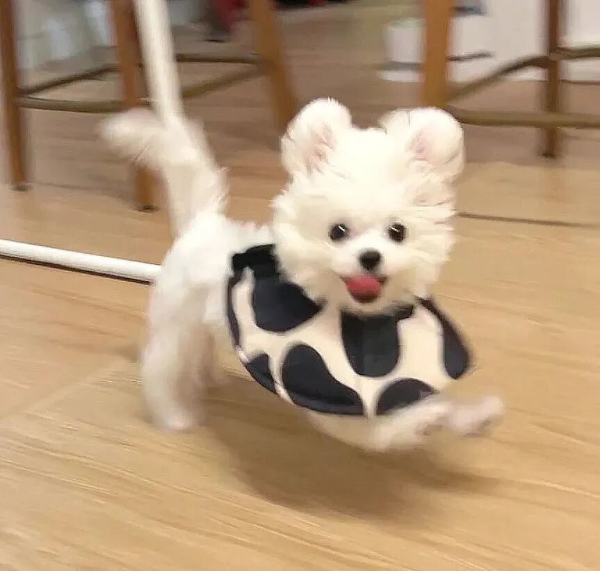 萌宠 宠 狗 萌宠头像