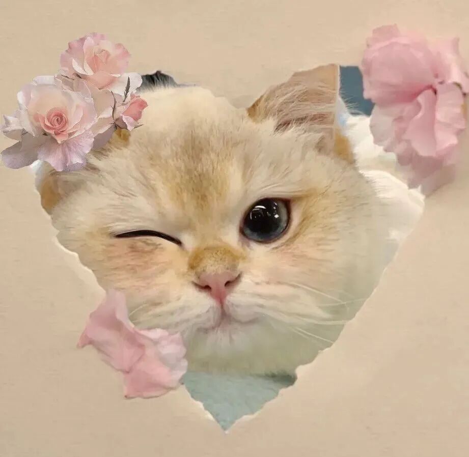 萌宠 萌宠头像 宠物  猫 