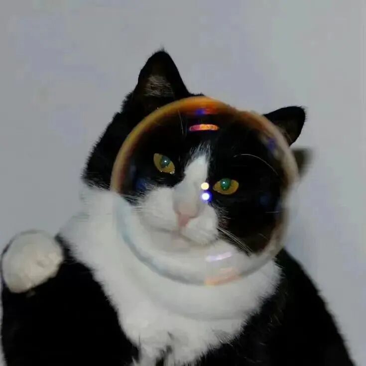 个性猫咪萌宠头像