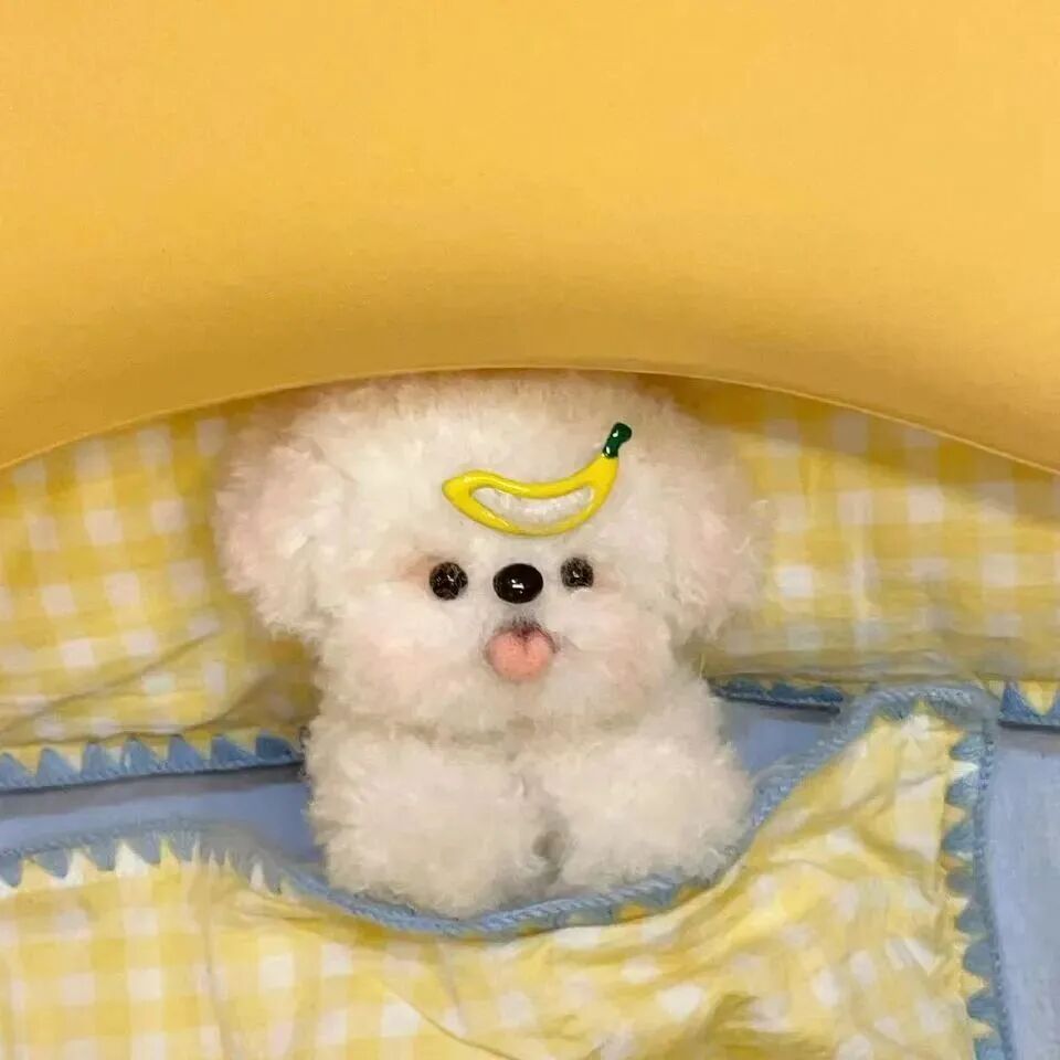 可爱 可爱头像  萌宠 萌宠头像 宠 狗