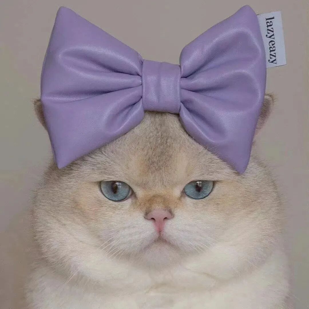 萌宠 宠 萌宠头像 猫 猫咪头像