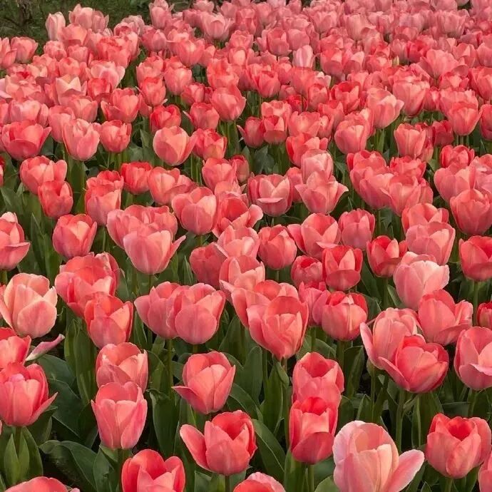 背景图 朋友圈背景图 INS高级 高级感 花
