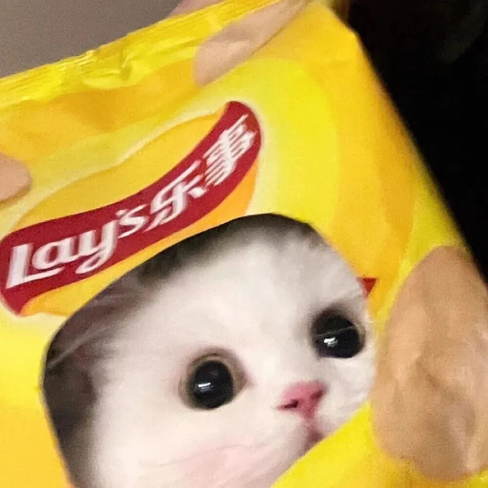 萌宠 萌宠头像 宠物  猫 