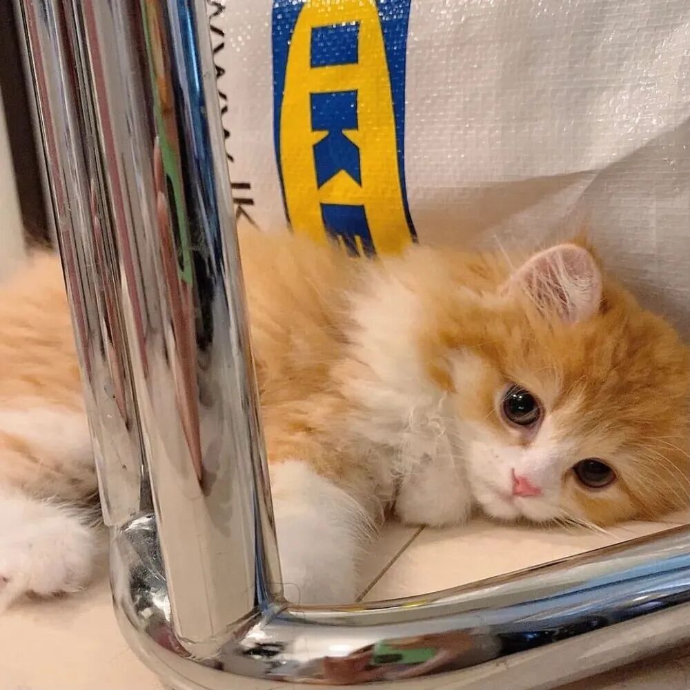 萌宠 萌宠头像 宠物  猫 可爱 可爱头像