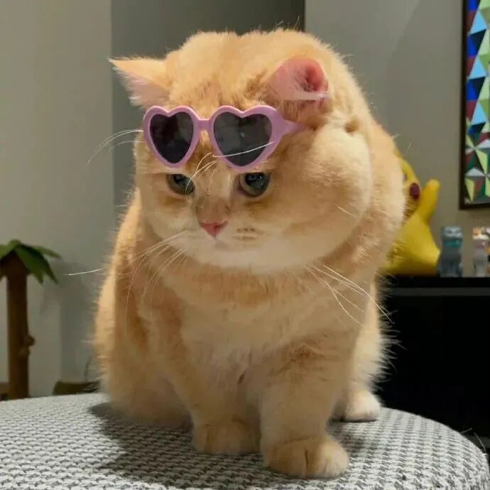 萌宠 萌宠头像 猫 猫咪头像 沙雕 沙雕头像 搞怪 搞怪头像 可爱 可爱头像