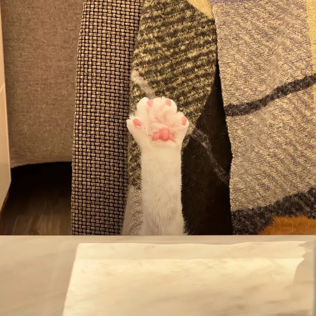 可爱猫爪朋友圈背景图