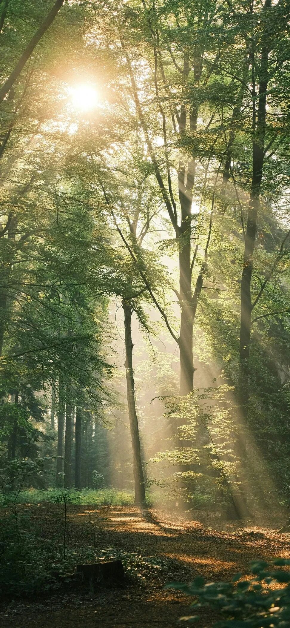 风景