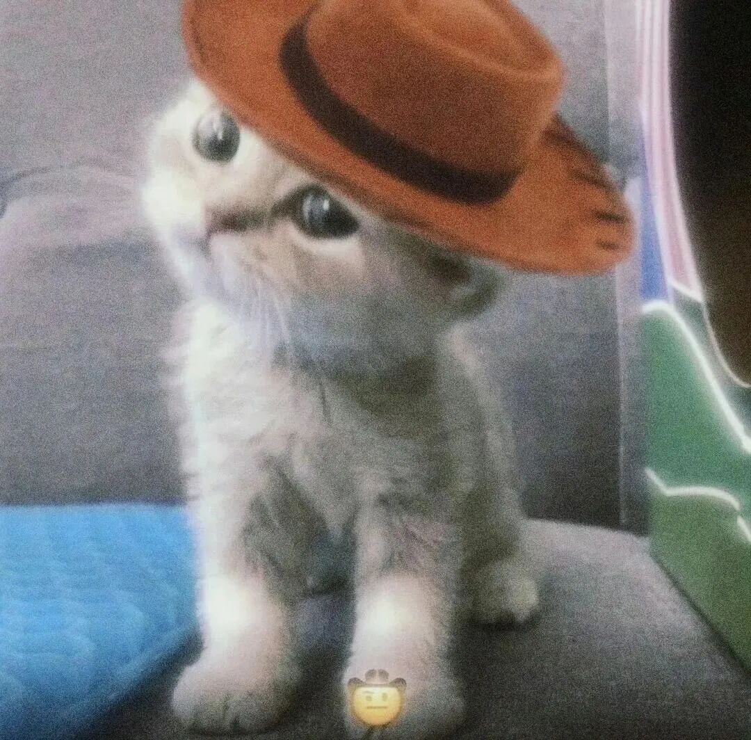 猫咪萌宠头像