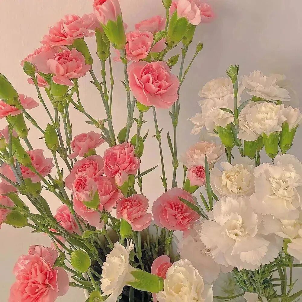 花朵朋友圈背景图