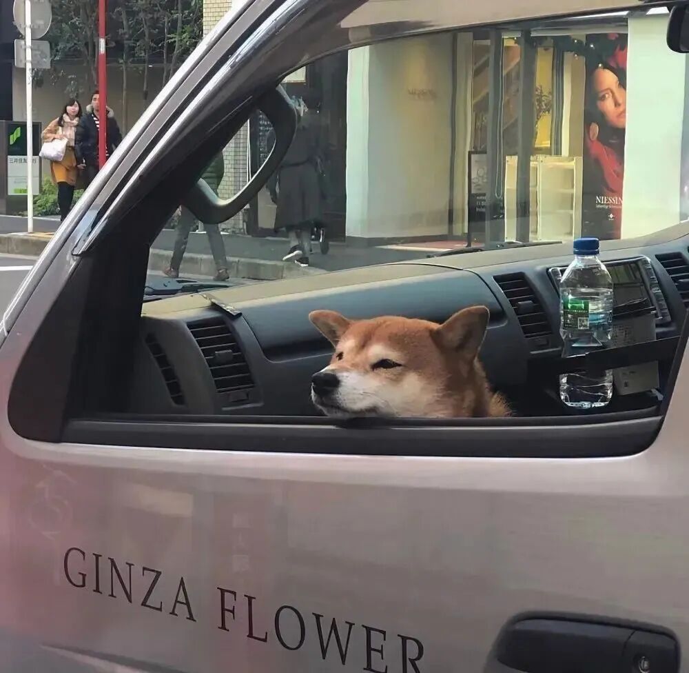 柴犬狗狗萌宠头像