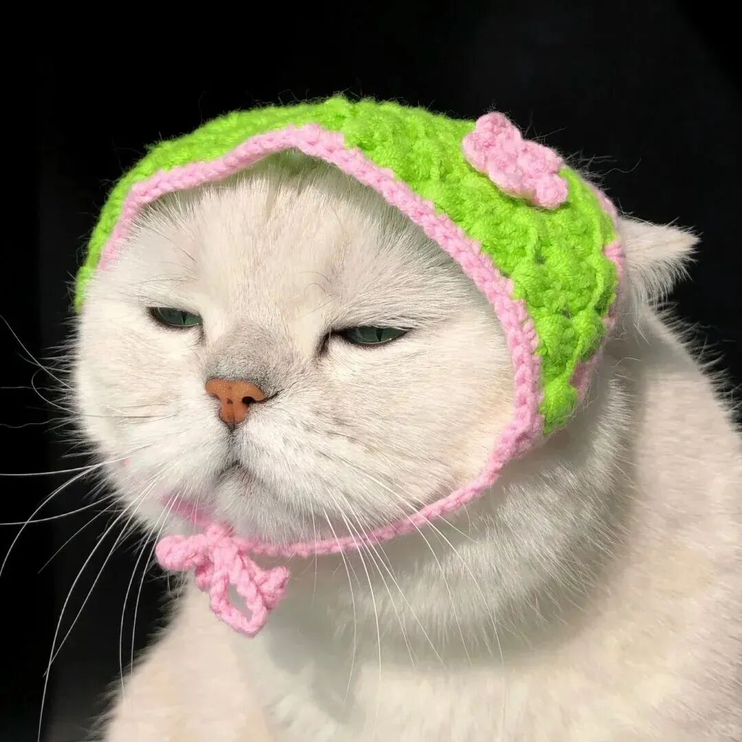 猫咪萌宠头像
