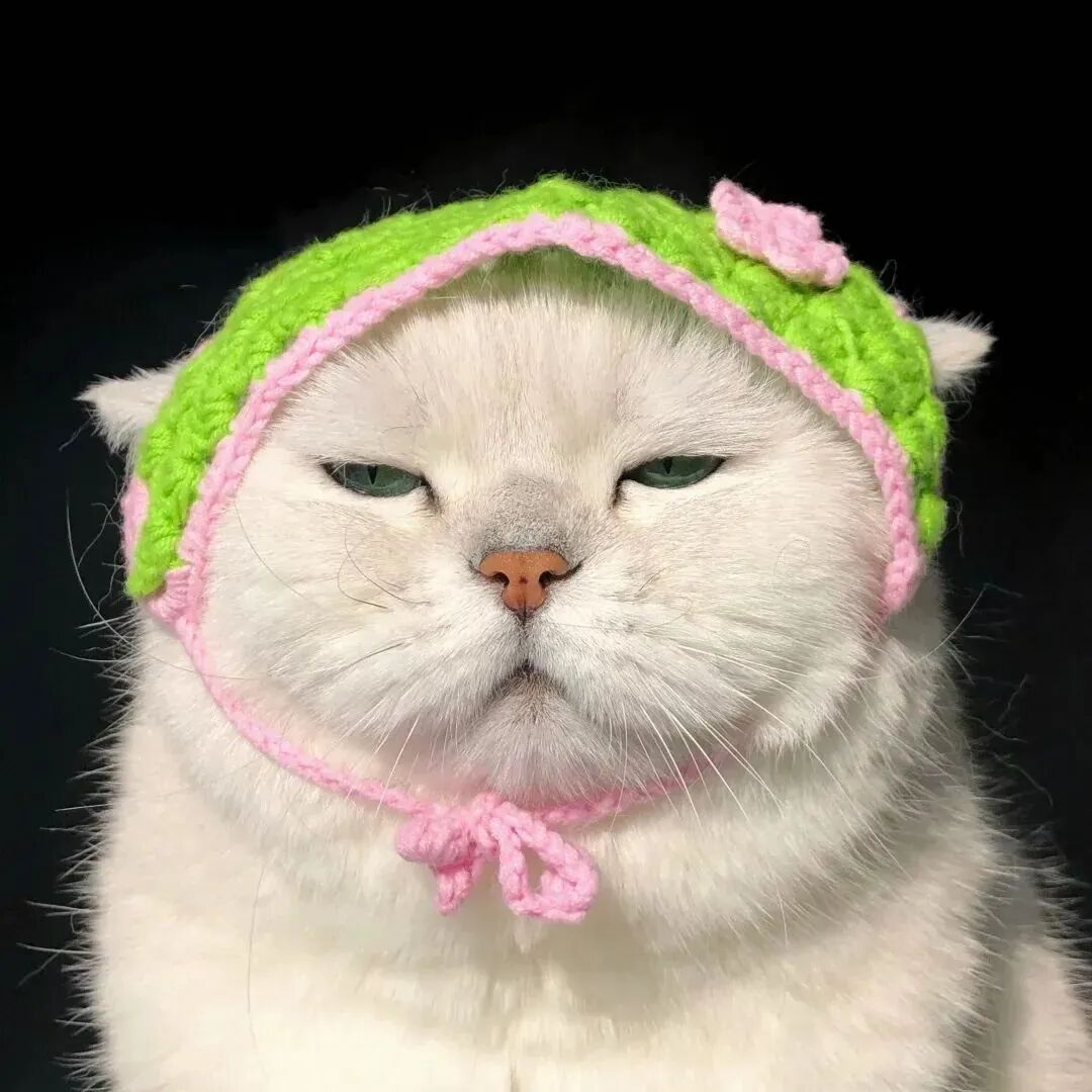 猫咪萌宠头像