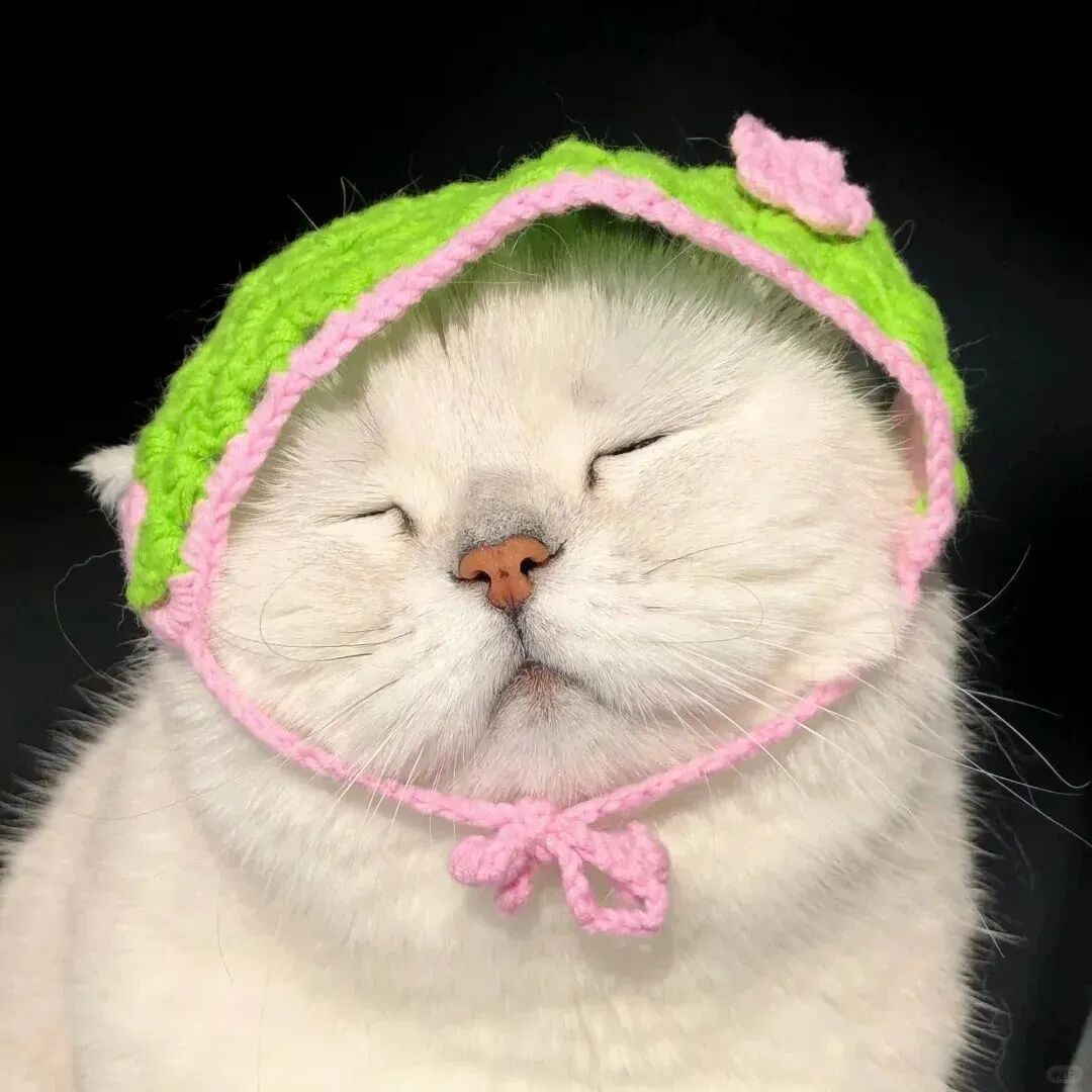 猫咪萌宠头像