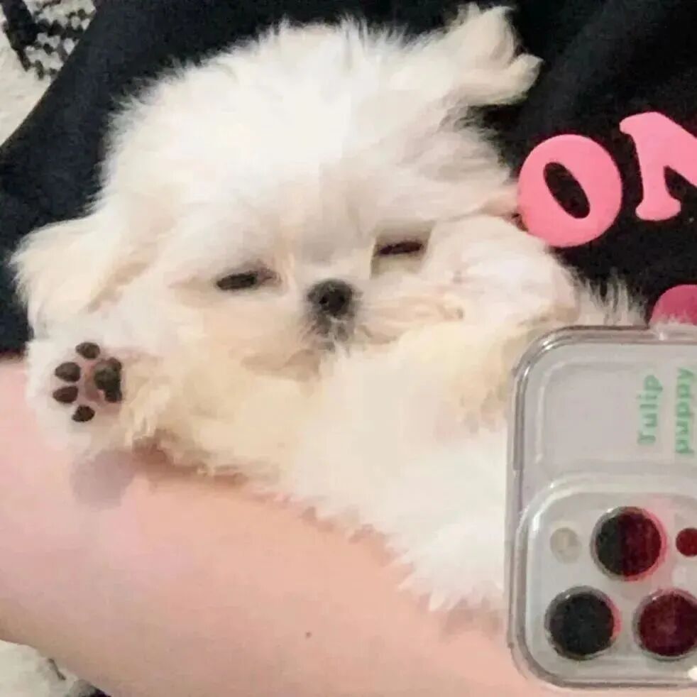 狗 萌宠 宠物 头像