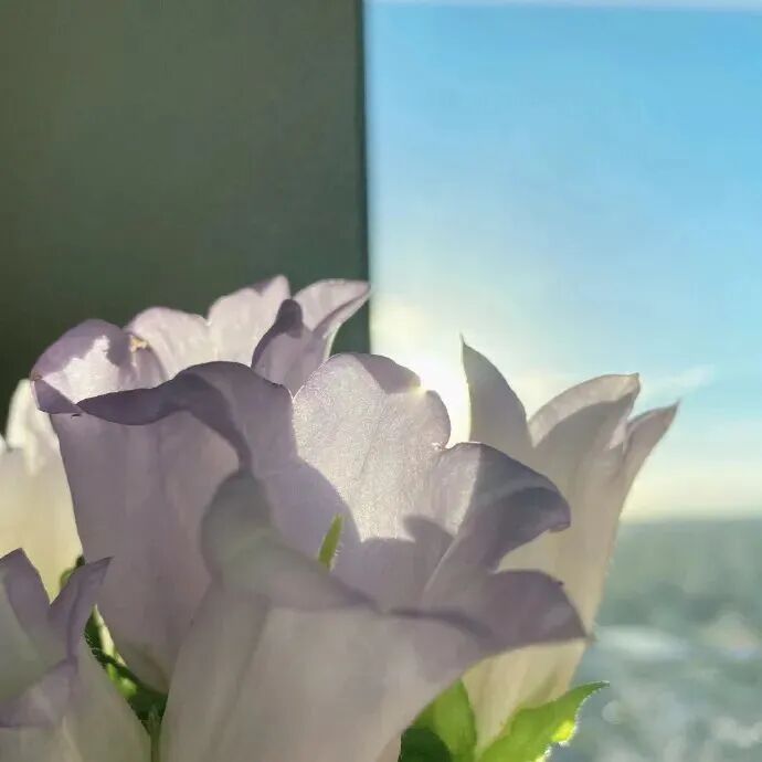 背景图 意境 唯美 花