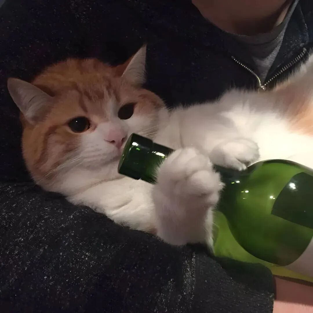 猫 猫咪 萌宠 宠物 头像