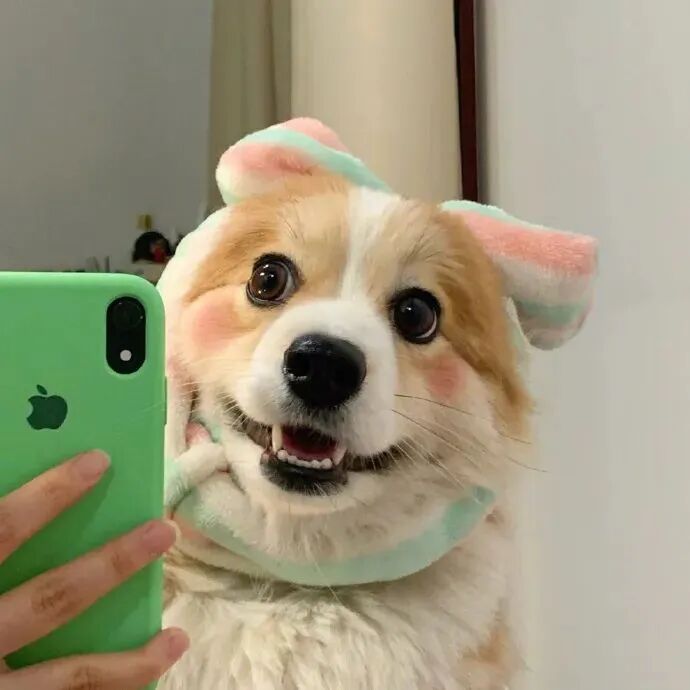 萌宠 萌宠头像 宠物  狗
