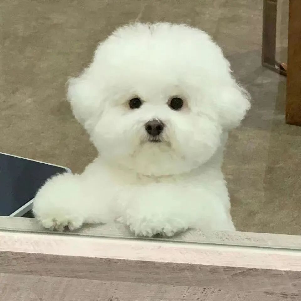 狗 萌宠 宠物 头像