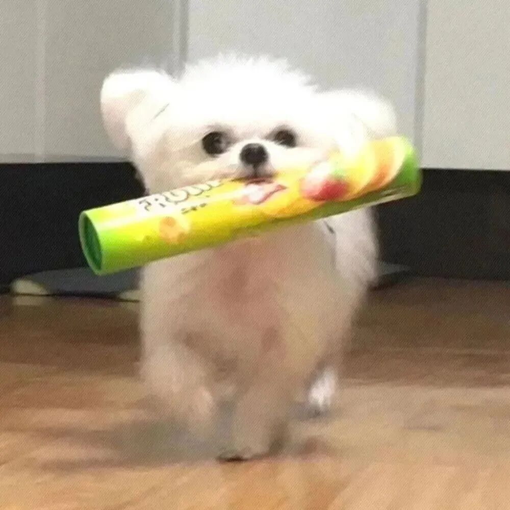 狗 萌宠 宠物 头像