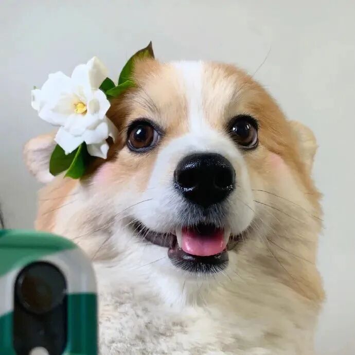 萌宠 萌宠头像 宠物  狗