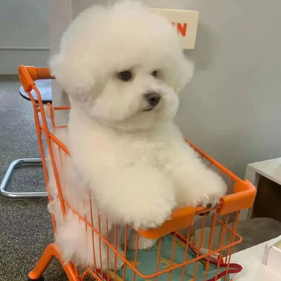 狗 萌宠 宠物 头像