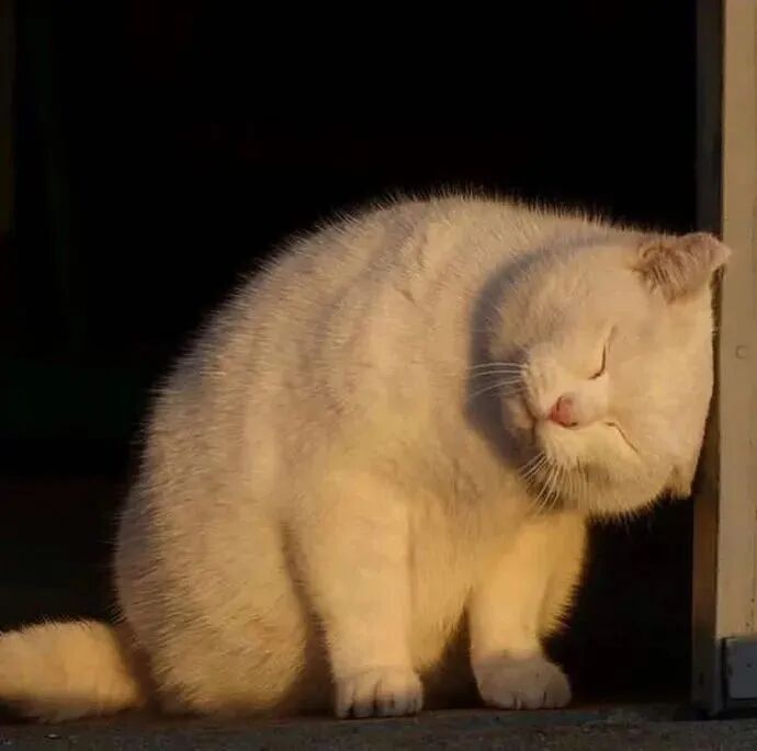猫 猫咪 萌宠 宠物 头像